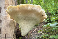 Dryads Saddle 3