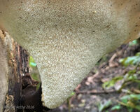 Dryads Saddle 4