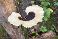 Dryads Saddle 5