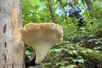 Dryads Saddle 7