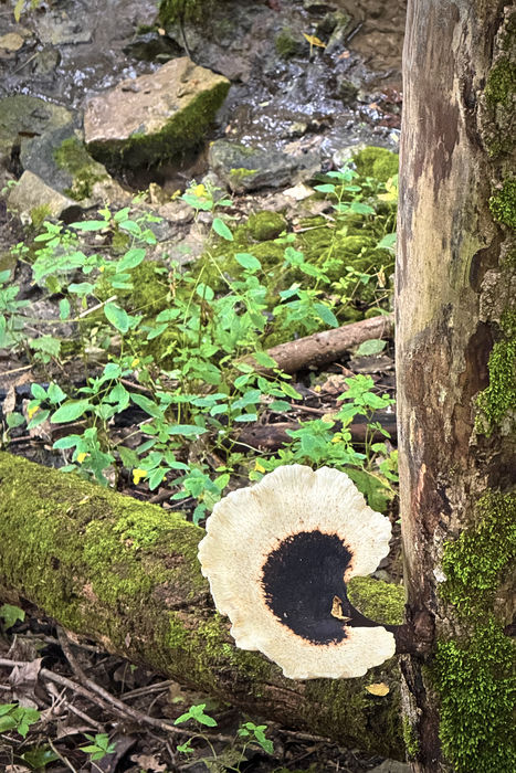 Dryad's Saddle from the Trail