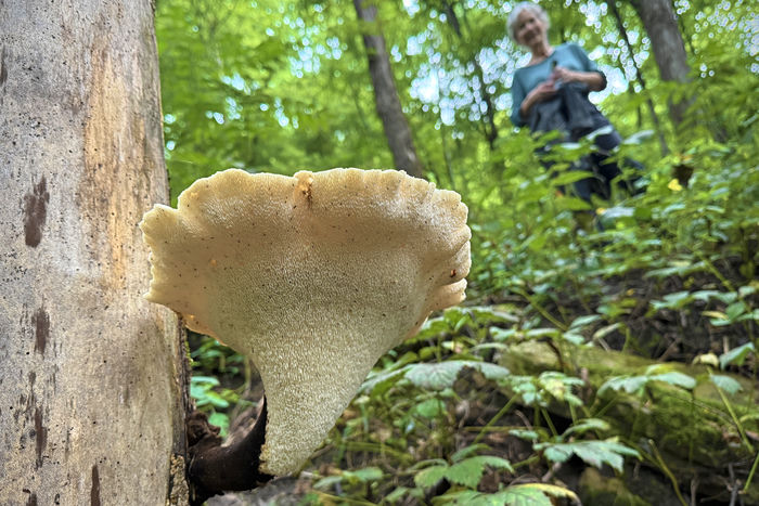 Dryad's Saddle Looking Back