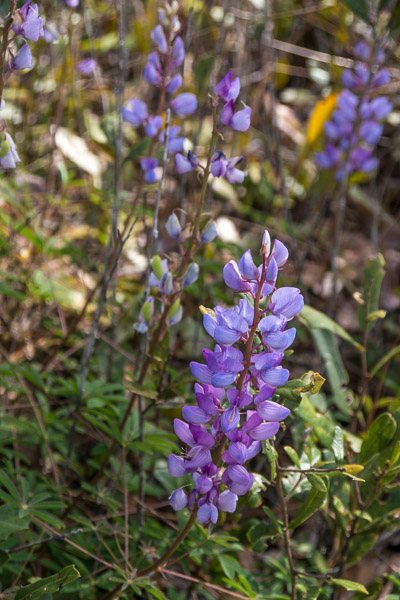 Lupines