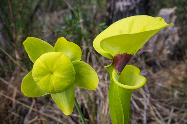 Trumpet-Leaf Pitcher Plant (Bloom & Leaf)