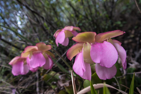 Purple Pitcher Plant Blooms