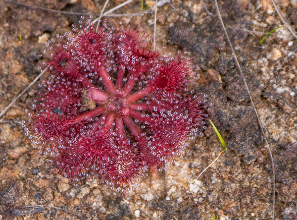 Sundew