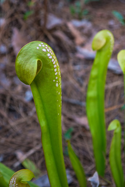 Hooded Pitcher Plant