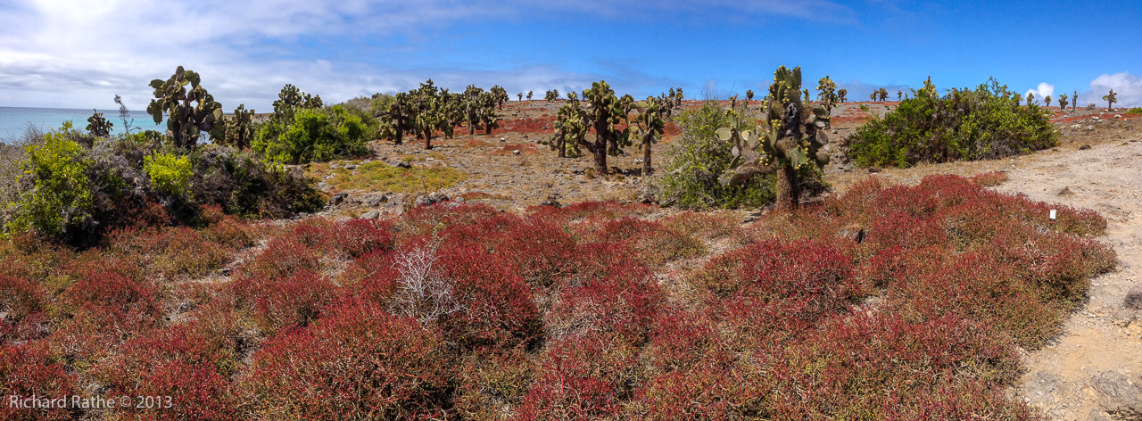 Galapagos 1080246 Pano