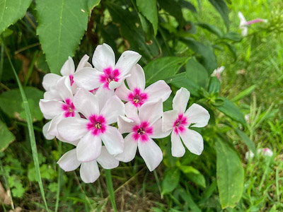 Small Image with Link