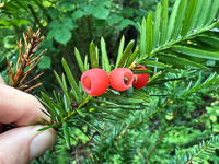 0060 Apostle Islands 2025 Yew