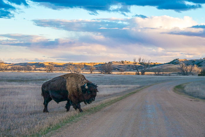 Bison in Badlands National Park