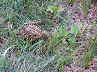 04d-brimson-toad
