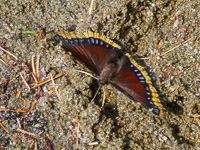 0041 Bwca 2018 Mourning Cloak Butterfly