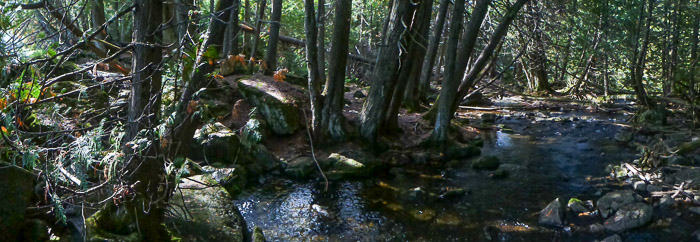 Falls, Stream, & Cedar Grove