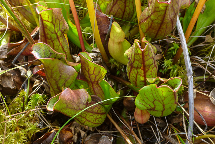 Purple Pitcher Plants (Sarracenia purpurea)