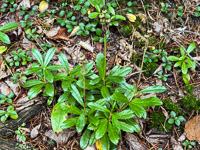 0017 Bwca 2025 Roadside Flowers 2025 Pipsissewa