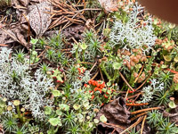 0019 Bwca 2025 Roadside Flowers 2025 