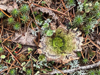 0027 Bwca 2025 Roadside Flowers 2025 