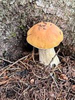 0035 Bwca 2025 Roadside Flowers 2025 Bolete Mushroom