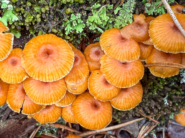 Pinewood Gingertail Mushrooms Pinewood Gingertail Mushrooms