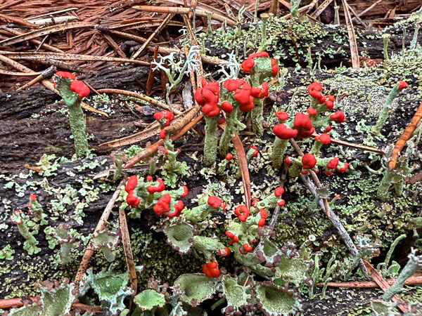 British Soldiers Lichen British Soldiers Lichen