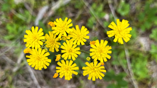 Yellow Hawkweed Yellow Hawkweed
