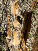 0004 Bristlecone Pine Forest California 2025 