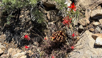 0008 Bristlecone Pine Forest California 2025 Roadside Flowers 2025 Indian Paintbrush