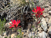 0009 Bristlecone Pine Forest California 2025 Roadside Flowers 2025 Indian Paintbrush