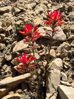 0011 Bristlecone Pine Forest California 2025 Roadside Flowers 2025 Indian Paintbrush