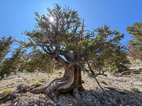 0012 Bristlecone Pine Forest California 2025 