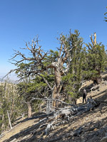 0021 Bristlecone Pine Forest California 2025 
