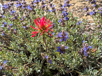0030 Bristlecone Pine Forest California 2025 Roadside Flowers 2025 Indian Paintbrush
