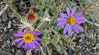 0031 Bristlecone Pine Forest California 2025 Roadside Flowers 2025 