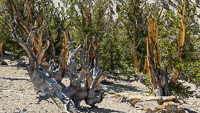 0033 Bristlecone Pine Forest California 2025 