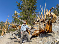 0035 Bristlecone Pine Forest California 2025 People 