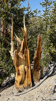 0036 Bristlecone Pine Forest California 2025 