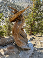 0037 Bristlecone Pine Forest California 2025 