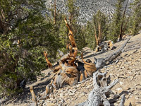 0041 Bristlecone Pine Forest California 2025 