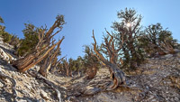 0043 Bristlecone Pine Forest California 2025 