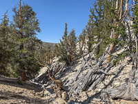 0046 Bristlecone Pine Forest California 2025 