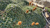 0048 Bristlecone Pine Forest California 2025 Roadside Flowers 2025 Mat Rock Spiraea