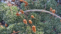 0050 Bristlecone Pine Forest California 2025 Roadside Flowers 2025 Mat Rock Spiraea