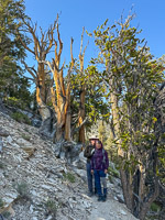 0051 Bristlecone Pine Forest California 2025 People 