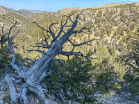 0052 Bristlecone Pine Forest California 2025 
