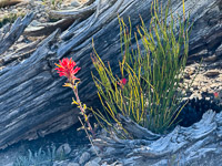 0054 Bristlecone Pine Forest California 2025 Roadside Flowers 2025 Indian Paintbrush Equisetum