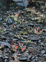 0055 Bristlecone Pine Forest California 2025 Roadside Flowers 2025 Indian Paintbrush