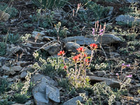 0056 Bristlecone Pine Forest California 2025 Roadside Flowers 2025 Indian Paintbrush