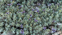 0060 Bristlecone Pine Forest California 2025 Roadside Flowers 2025 