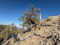 0061 Bristlecone Pine Forest California 2025 